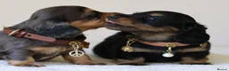 Miniature Dachshund dogs for sale: 5*Licensed+ LongHaired+KCreg+PraClear+Vetchecked - Advert 17
