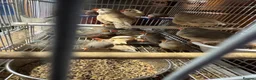 Cockatiels birds for sale: Java Sparrow and Zebra for sale - Advert 5