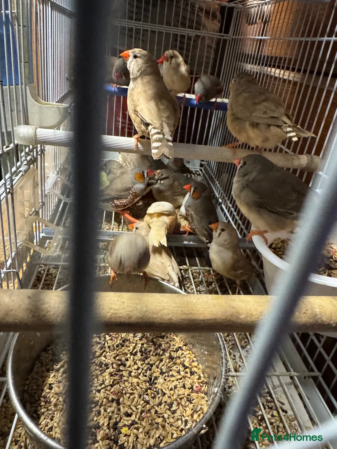 Cockatiels birds for sale: Java Sparrow and Zebra for sale - Advert 5