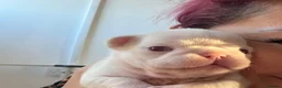 French Bulldog dogs for sale: Two caramel pink husky frenchies  - Advert 16
