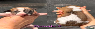 Puppy 4