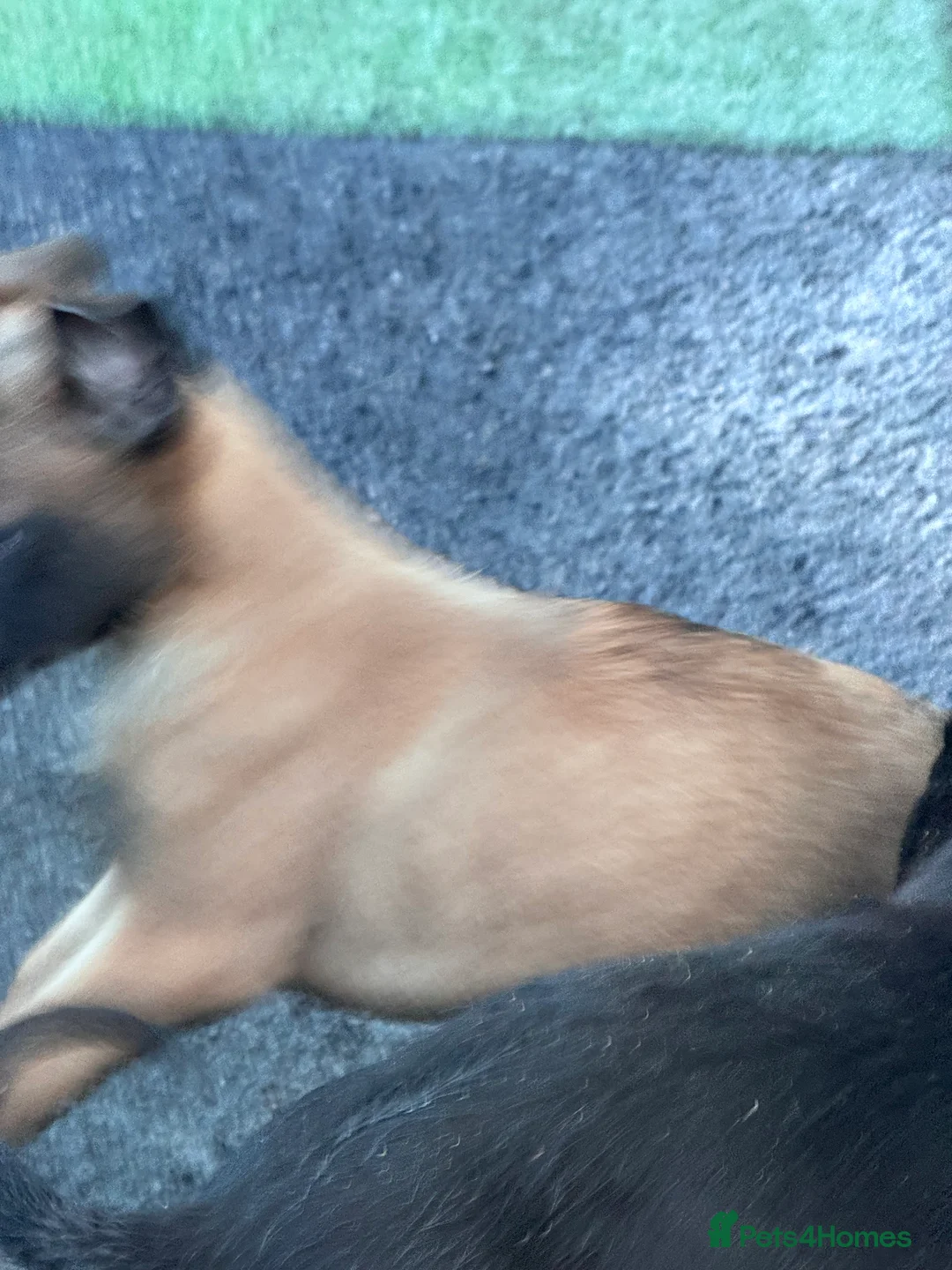 Belgian Shepherd Dog dogs for sale: Belgium Shepherd - Advert 5