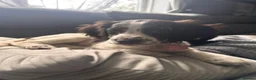 Sprocker dogs for sale: Sprocker spaniel puppy - Advert 4