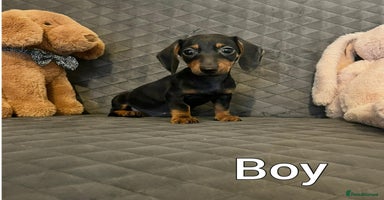 Miniature Dachshund dogs Miniature Dachshund  - Advert 9