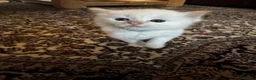 Ragdoll cats for sale: Beautiful Ragdoll Kittens Flame Point & tortie - Advert 11