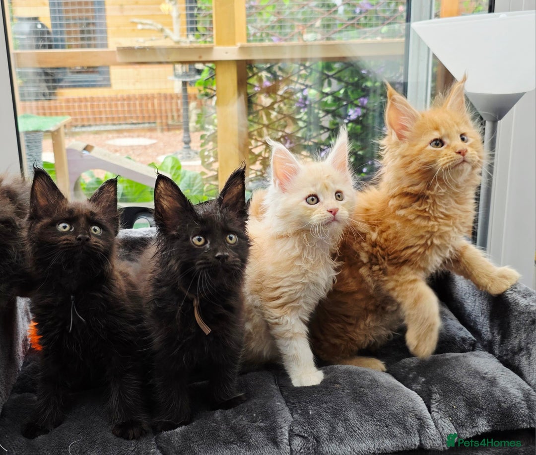 Maine Coon cats for sale: Black smoke pedigree Maine Coon in Kettering - Image 12