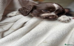 Sprocker dogs for sale: unbelievably marked sprockers 😍 - Image 31