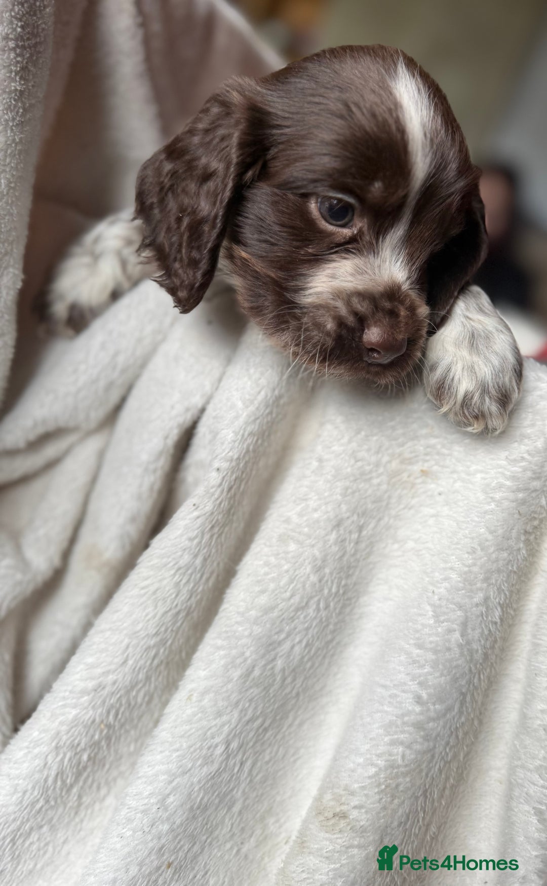 Sprocker dogs for sale: unbelievably marked sprockers 😍 - Image 31