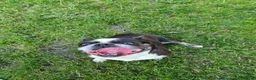 Mixed Breed dogs for sale: The black and white dog - Advert 3