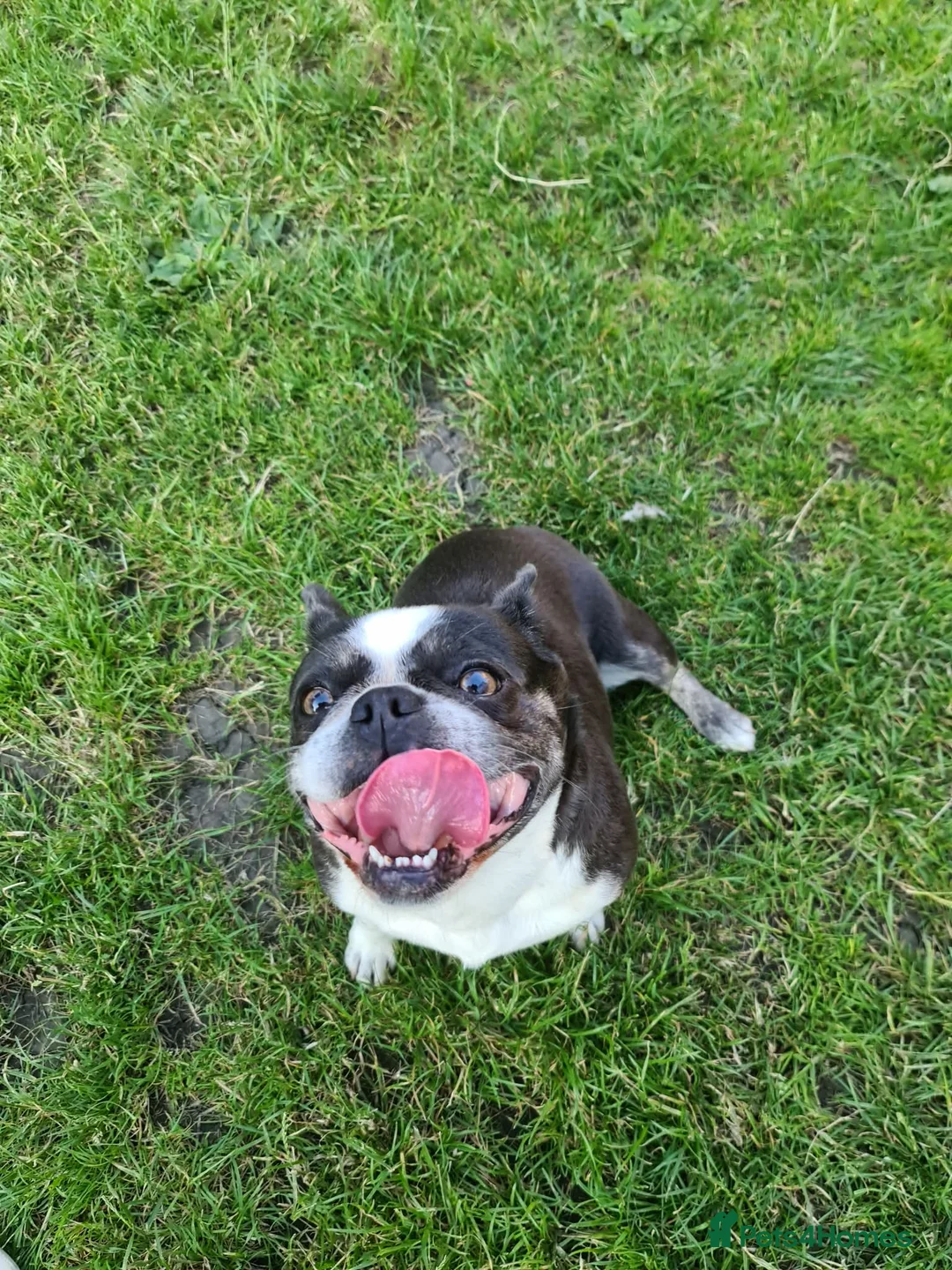 Mixed Breed dogs for sale: The black and white dog - Advert 3