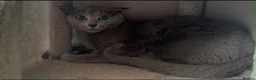 Russian Blue cats for sale: Russian blue female in need new home - Advert 1