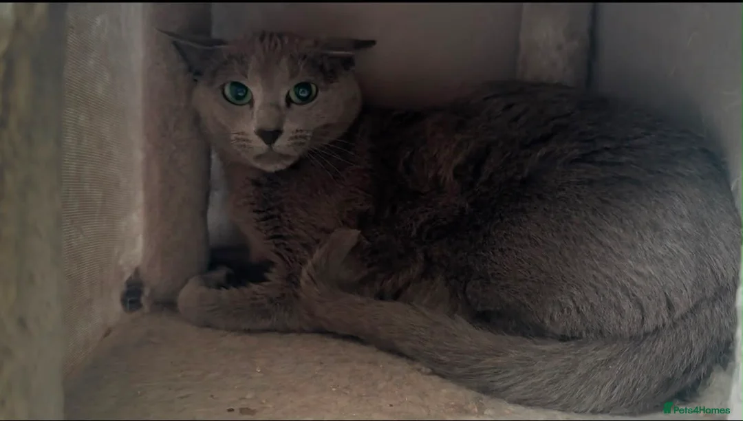 Russian Blue cats for sale: Russian blue female in need new home - Advert 1