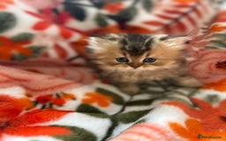 Scottish Fold cats for sale: Now Taking Reservations Scottish Straight  - Image 30