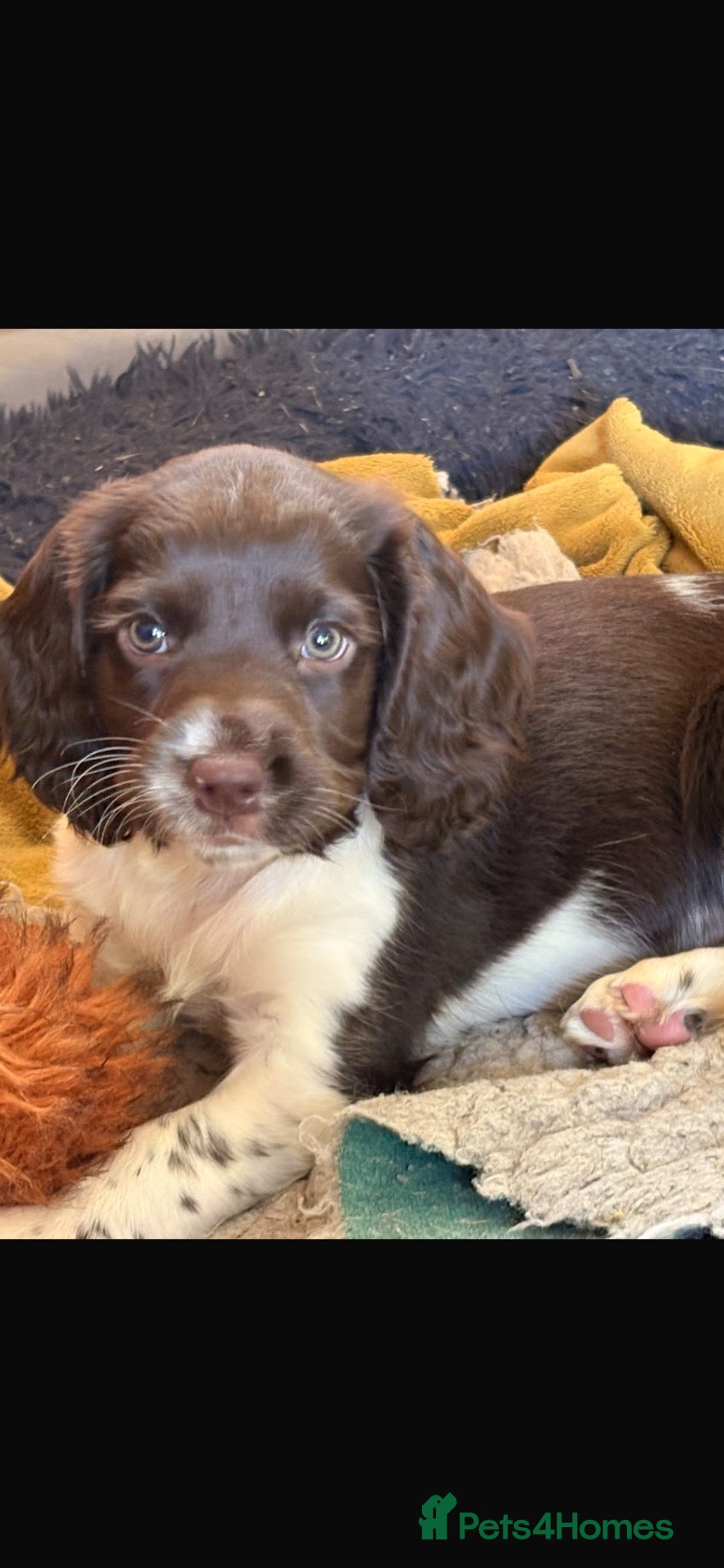 English Springer Spaniel dogs GORGEOUS ENGLISH SPRINGER SPANIEL PUPPIES - Advert 2