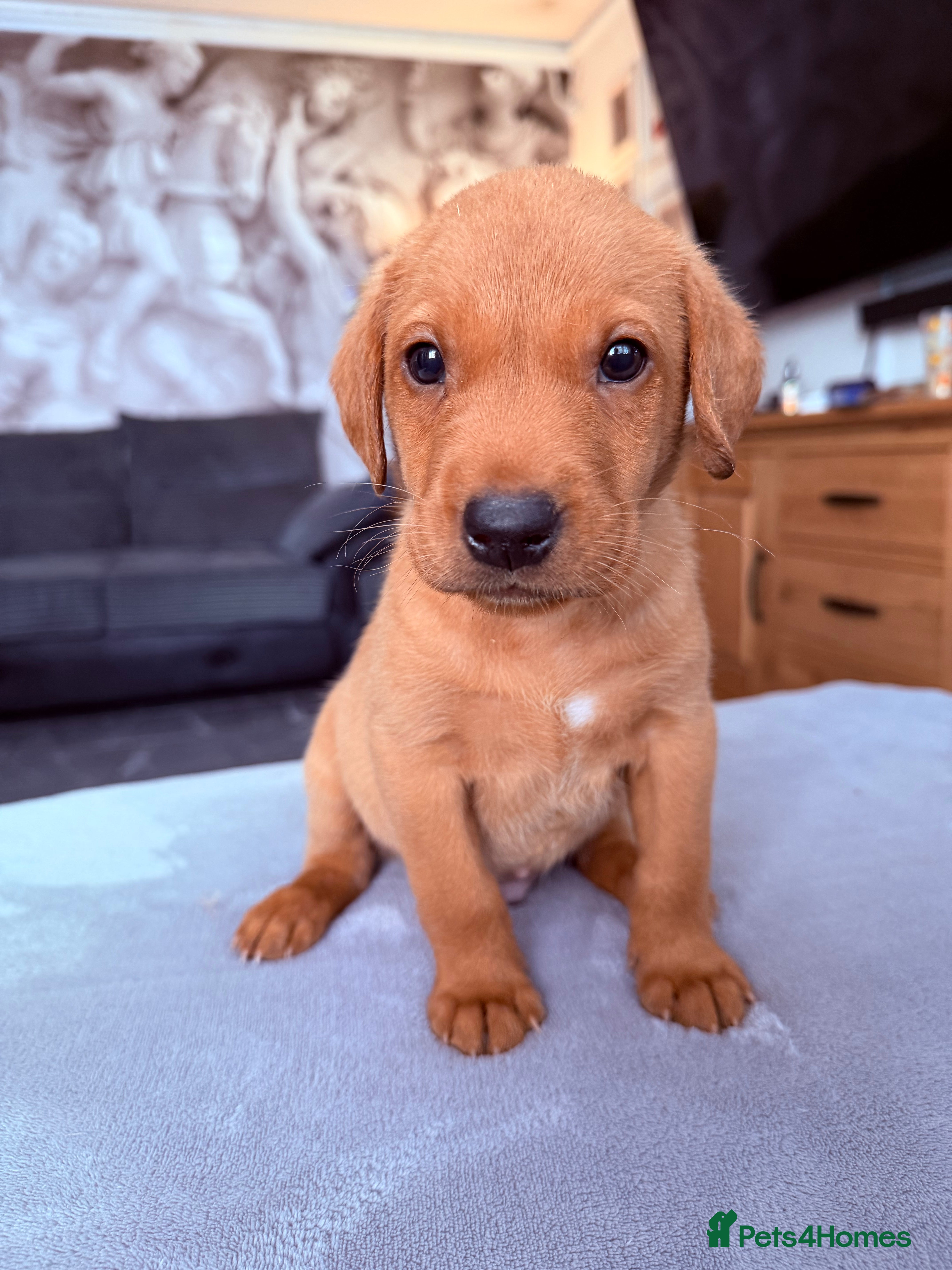 Labrador Retriever dogs TOILET TRAINED KC LABS 1 GIRLS 4 BOYS LEFT - Advert 2