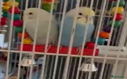 Budgerigars birds for sale: Two male budgies 6 months old in blue shades - Image 1