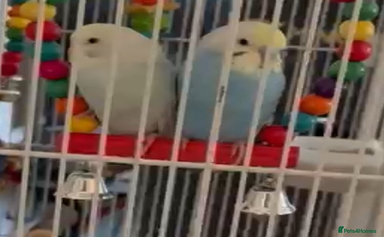 Budgerigars birds - Advert 2