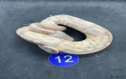 Python Snake reptiles for sale: Royal pythons from £20 - Image 6