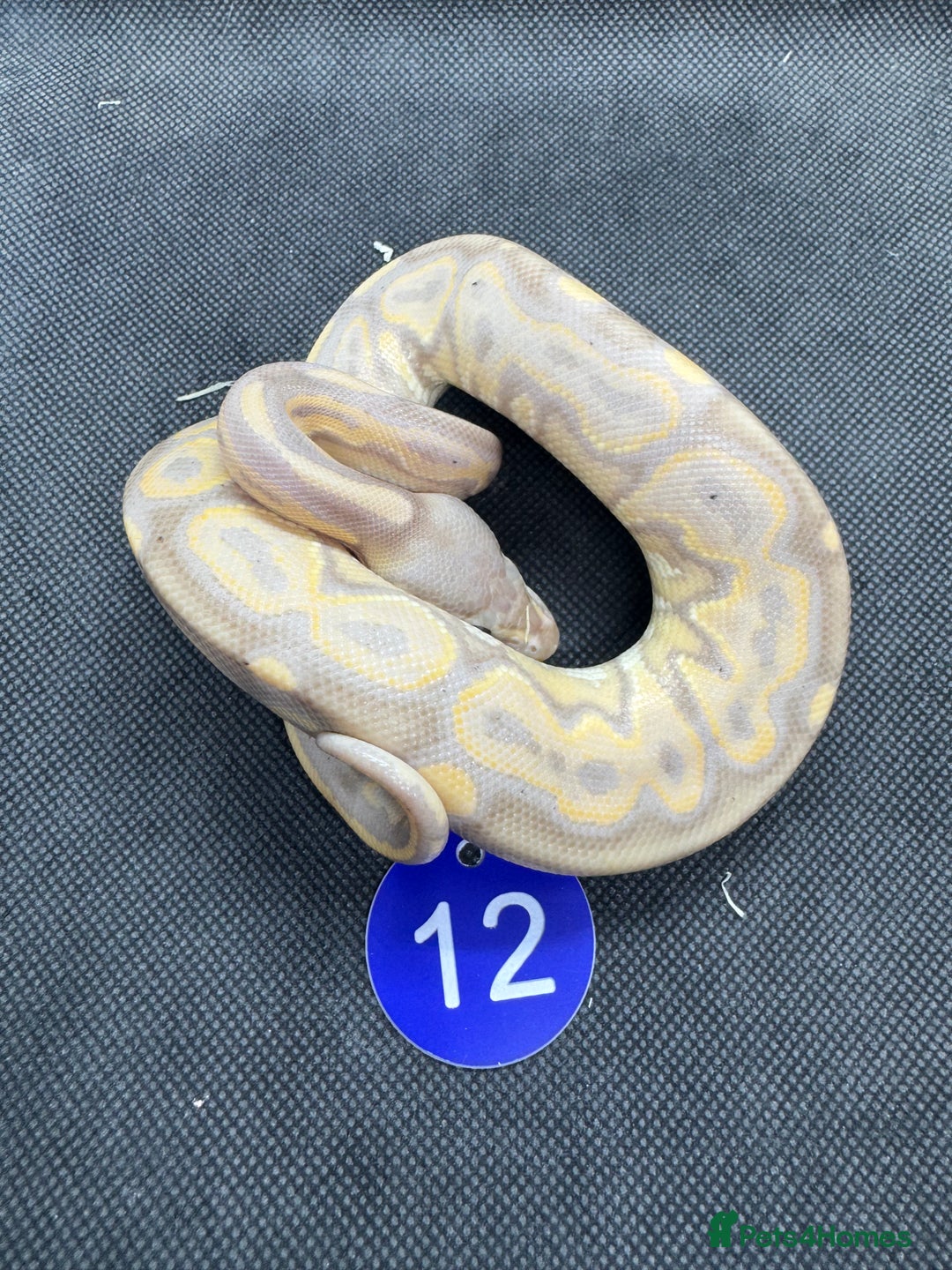 Python Snake reptiles for sale: Royal pythons from £20 - Image 6