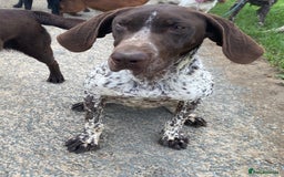 German Shorthaired Pointer dogs for stud: Frank the German Shorthaired Pointer stud in Pickering - Image 2