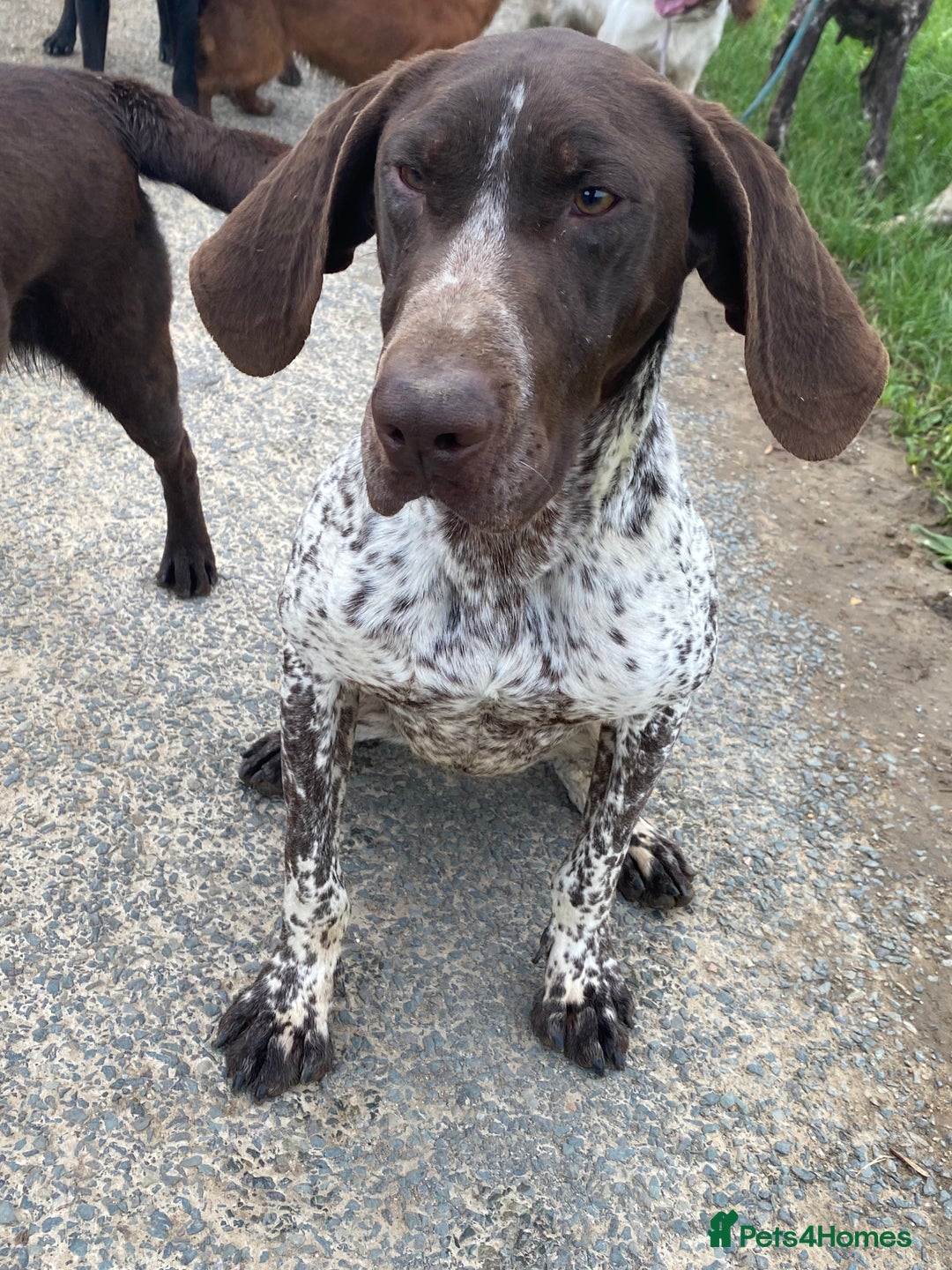 German Shorthaired Pointer dogs for stud: Frank the German Shorthaired Pointer stud in Pickering - Image 2