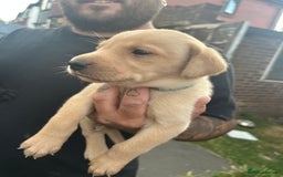 Labrador Retriever dogs for sale: Labrador puppies  - Image 14