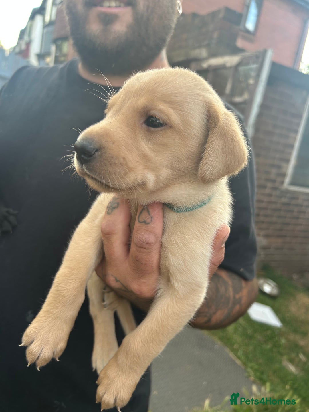 Labrador Retriever dogs for sale: Labrador puppies  - Image 14
