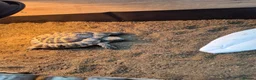 Hermann Tortoise reptiles for sale: Turbo the Hermann tortoise  - Advert 4