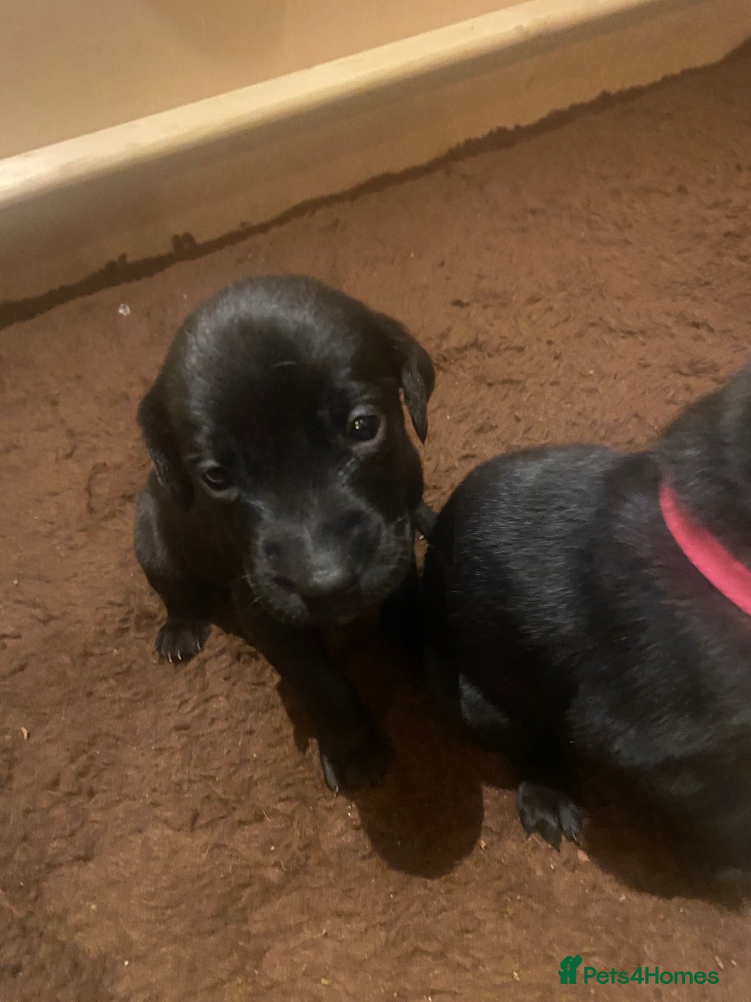 Labrador Retriever dogs for sale: KC registered Labrador puppies - Advert 25