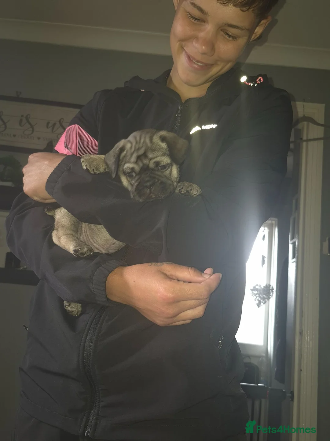 Frug dogs for sale: Male frug puppy 8 weeks  - Advert 2