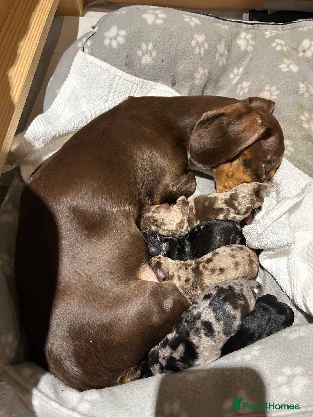 Miniature Dachshund dogs for stud: KC Reg Black/cream,proven,gorgeous boy stud only  - Advert 19