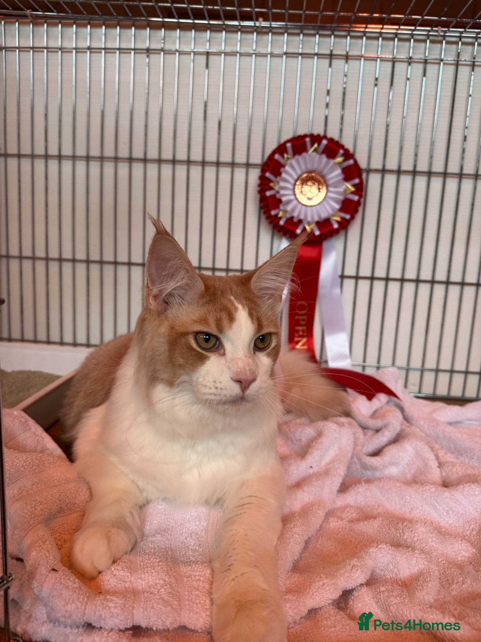 Maine Coon cats for sale: GCCF Registered Maine Coon Shaded Line Kittens - Advert 13