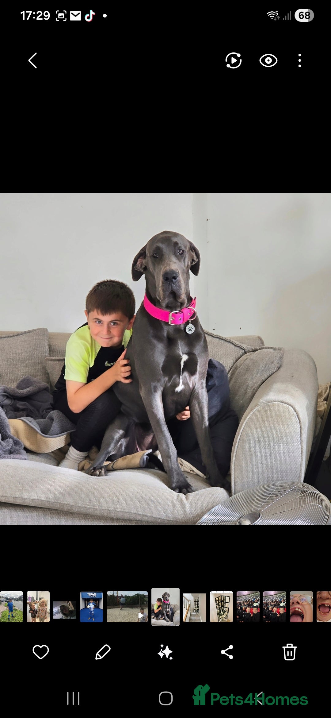 Great Dane dogs for sale: Great dane puppies for sale  - Image 21