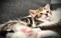 Ragdoll cats for sale: 🌟 Ragdoll x Bengal – Exquisite Baby Kittens 🌟 - Image 15