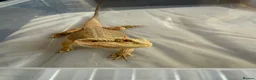 Bearded Dragon reptiles for sale: Female bearded dragon in Stafford - Advert 1