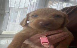 Hungarian Vizsla dogs for sale: KC Hungarian Wirehaired Vizsla Puppies  - Image 7