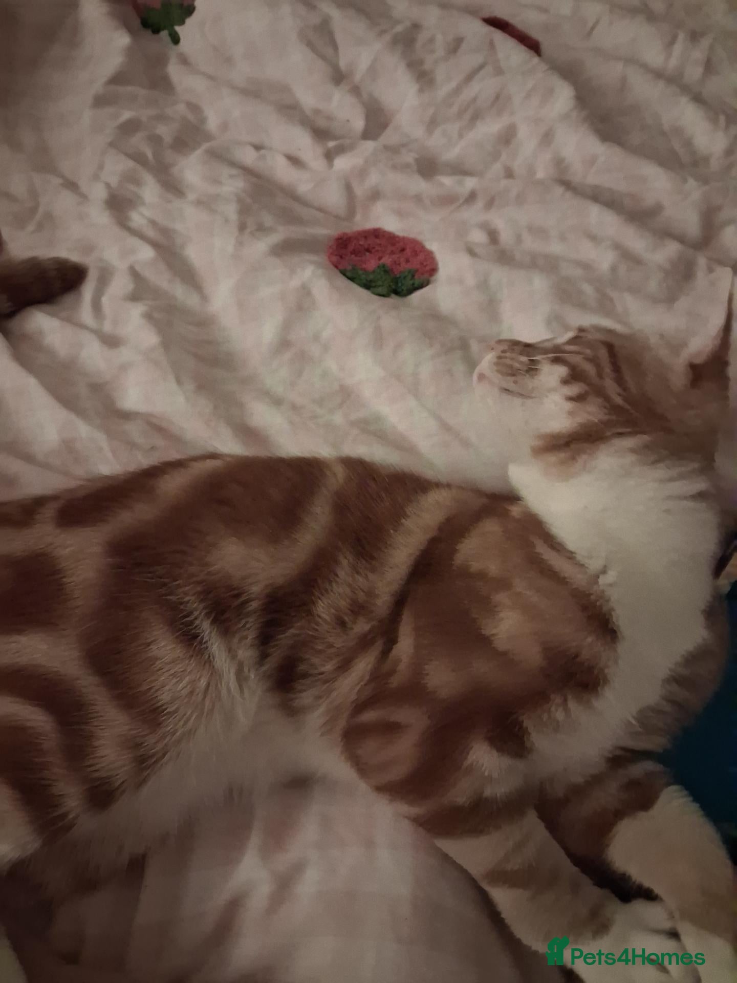 Mixed Breed cats Biscoff - Advert 1