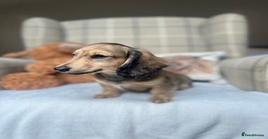 Miniature Dachshund dogs - Advert 6