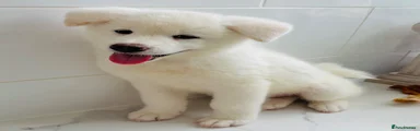 Japanese Akita Inu 1