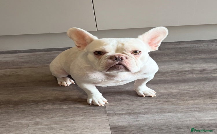 French Bulldog dogs French Bulldog Puppies - Advert 1