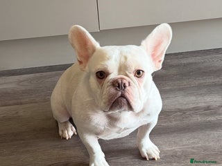 French Bulldog dogs French Bulldog Puppies - Advert 1