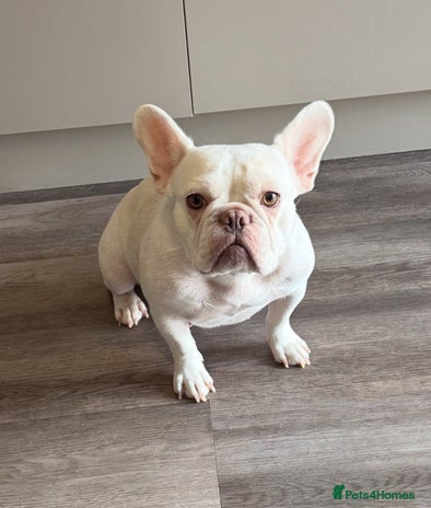 French Bulldog dogs French Bulldog Puppies - Advert 1