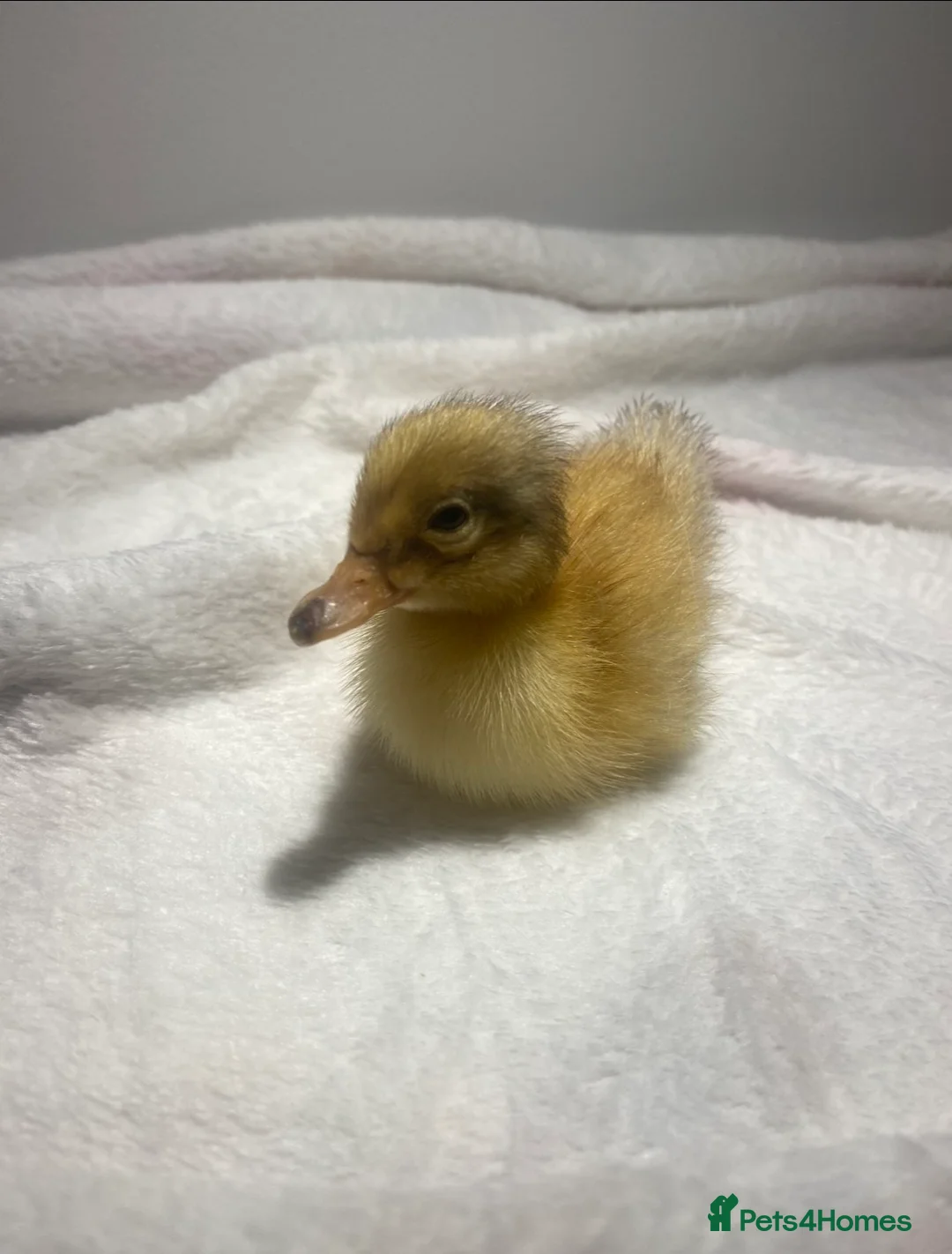 Ducks poultry for sale: Week Old Welsh Harlequin Ducklings Available 🐥 - Advert 5