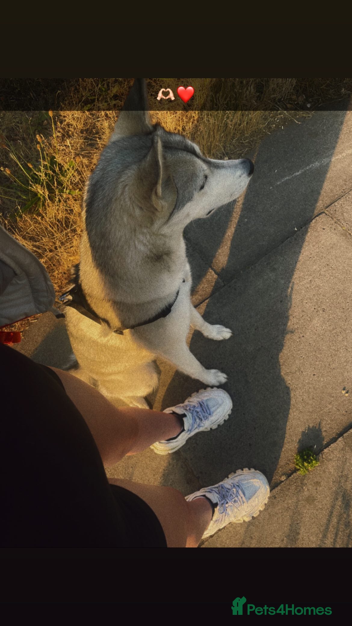 Siberian Husky dogs 3 year old Siberian husky* - Advert 5