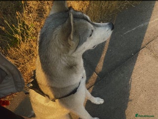 Siberian Husky dogs 3 year old Siberian husky* - Advert 3