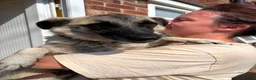 Mixed Breed dogs for adoption: Rodney - Norwich Norfolk  - Advert 5