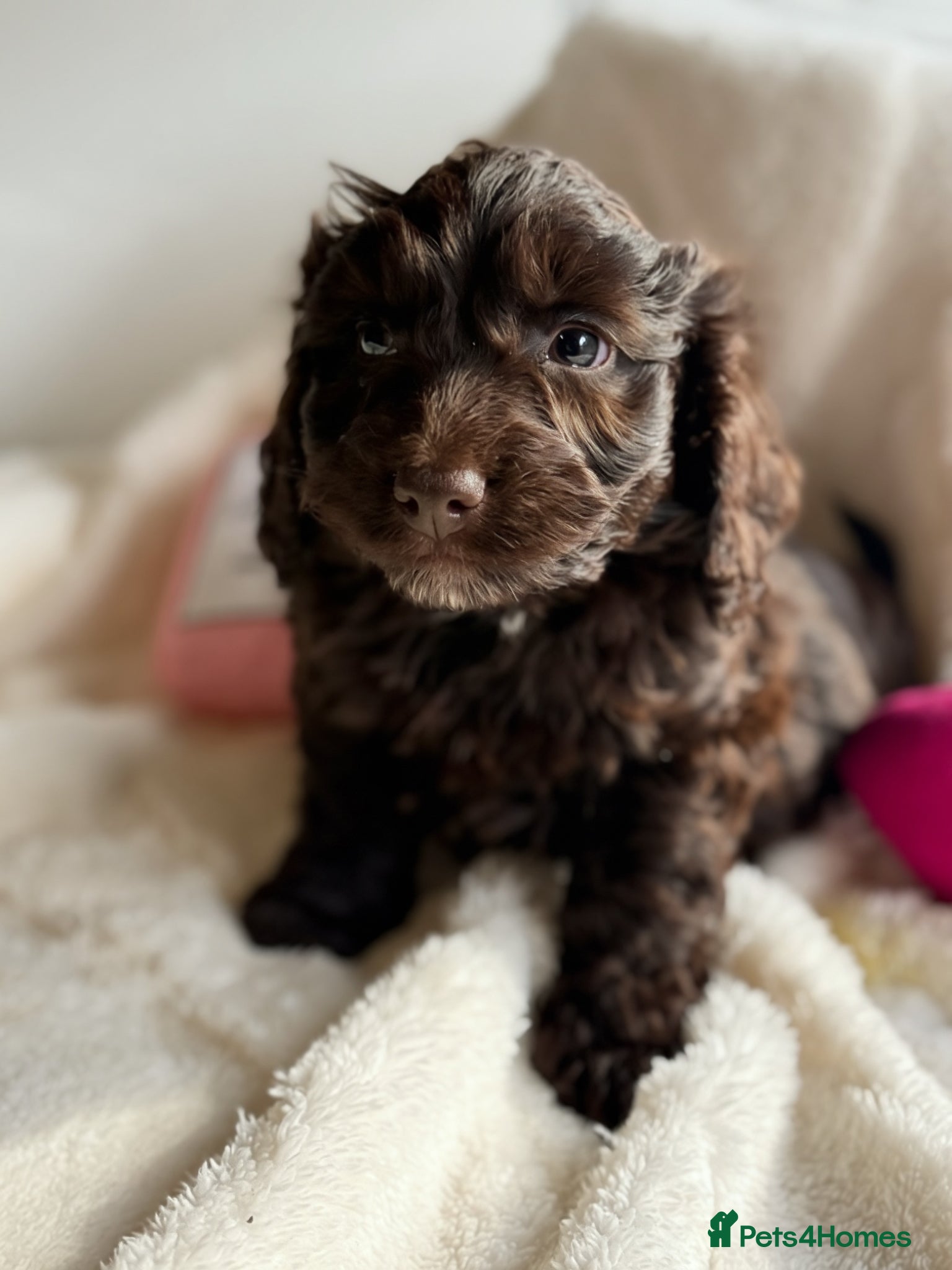 Cockapoo dogs F1 Show Cockapoo Ready April  - Advert 6