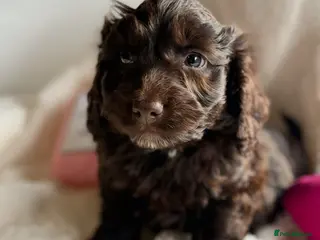 Cockapoo dogs F1 Show Cockapoo Ready April - Advert 6