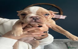 French Bulldog dogs for sale: French bulldog  - Image 4