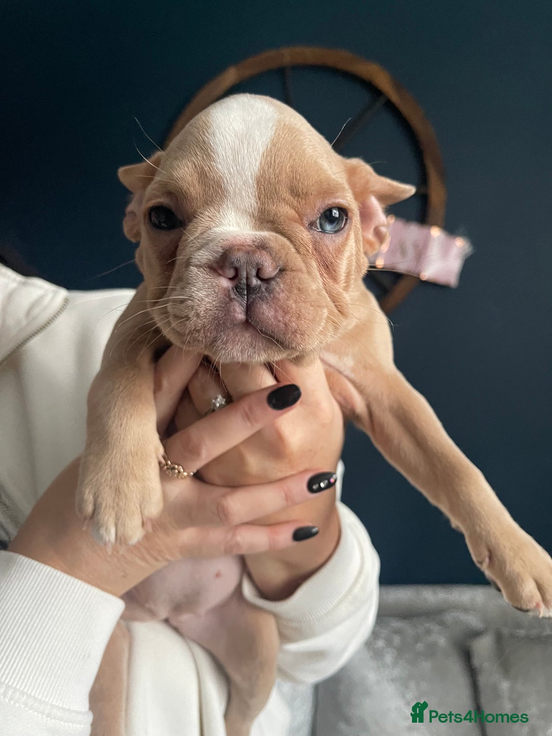 French Bulldog dogs for sale: French bulldog  - Image 4